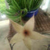 judy_butz